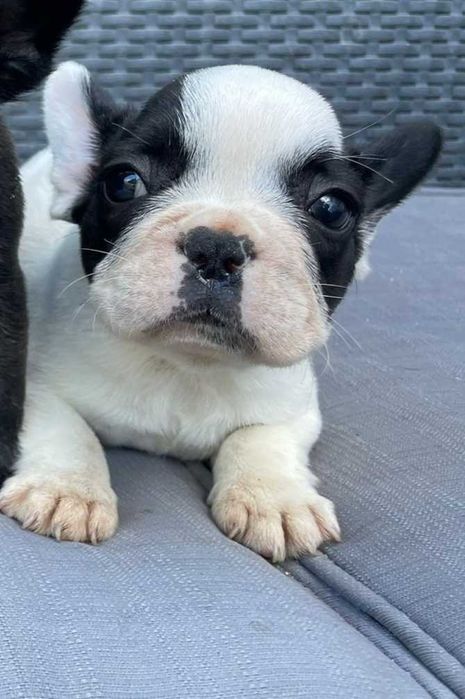 Bulldog Francês Exotic Pied TOP oferta 60€ em produtos