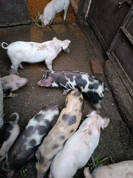 Продам поросят Ландрас