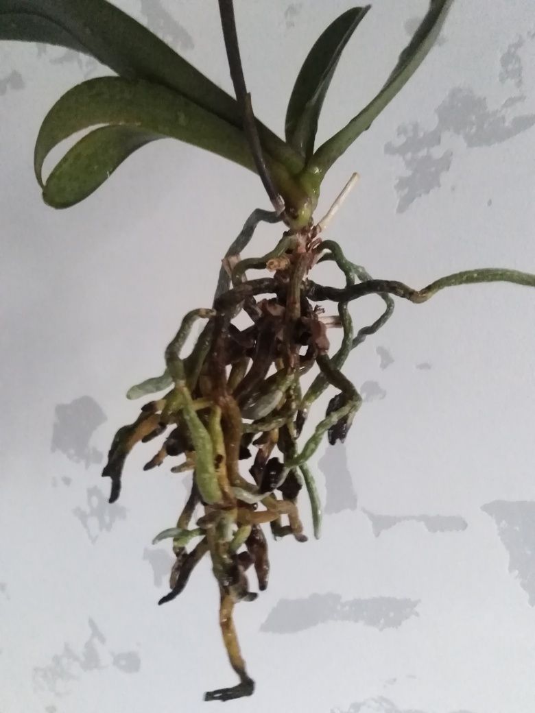 Орхідея, сорт Монако