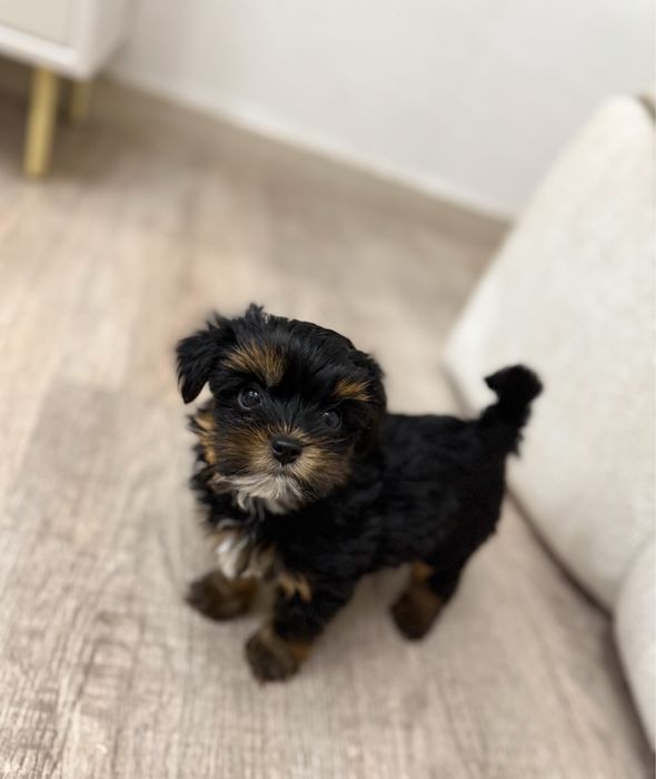 Śliczny malutki piesek Yorkshire Terrier