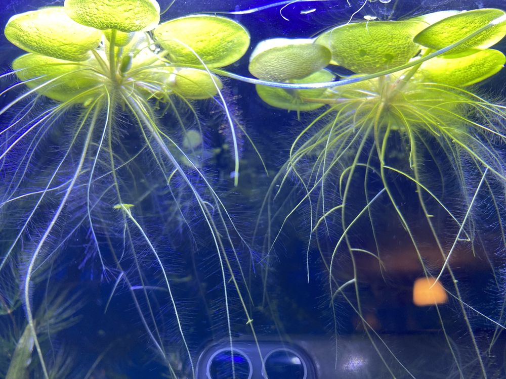 Limnobium spongia (gąbczaste), zdobi akwarium i oczyszcza wodę