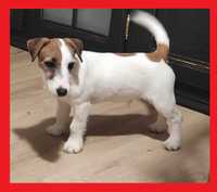 Jack Russell Terrier Szczenię ,piesek  ZKWP FCI