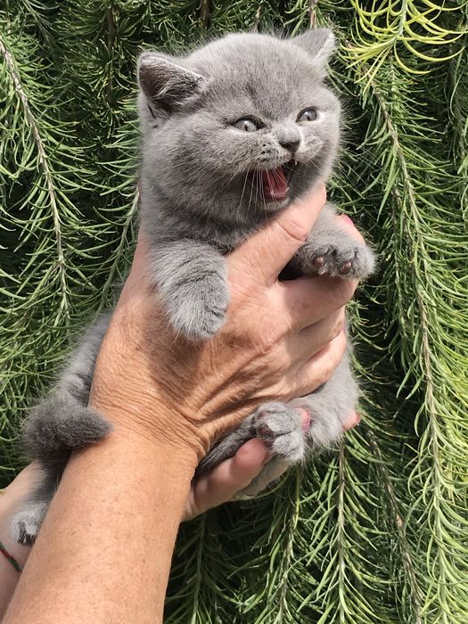 Шикарний кіт на вязку !