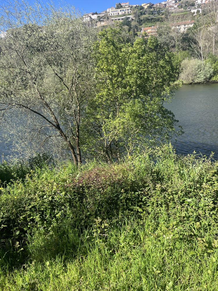 Vendo terreno na margem do rio mondego