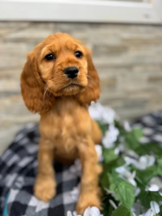 Cocker spaniel angielski sunia z rodowodem