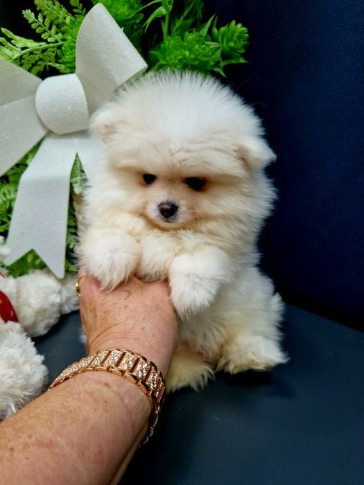 Szpic miniaturowy Pomeranian Boo sunieczka 2xszczepienia legowisko