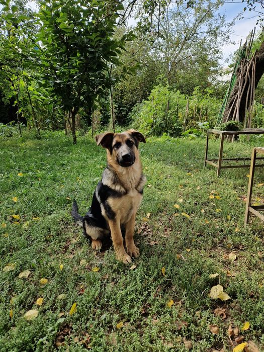 Продається дівчинка німецької вівчарки
