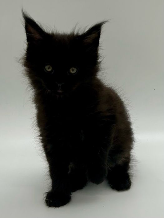 Мейн кун мальчик с документами