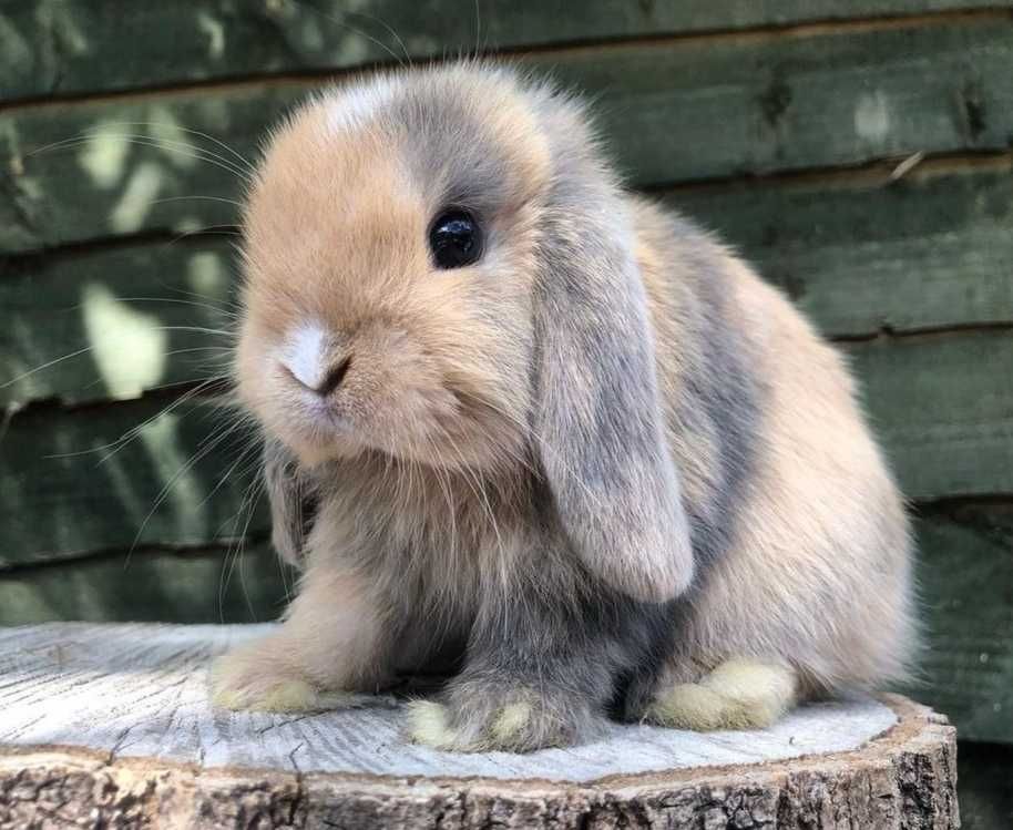 KIT Coelhos anões orelhudos, mini lop super inteligentes e dóceis