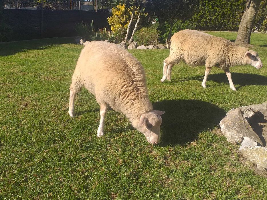 Ovelhas inra 401 puros
