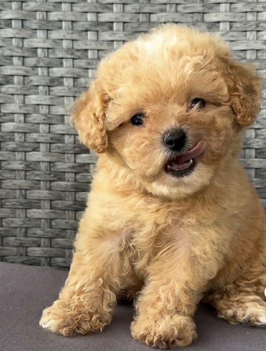 Мальтіпу до Миколайчика