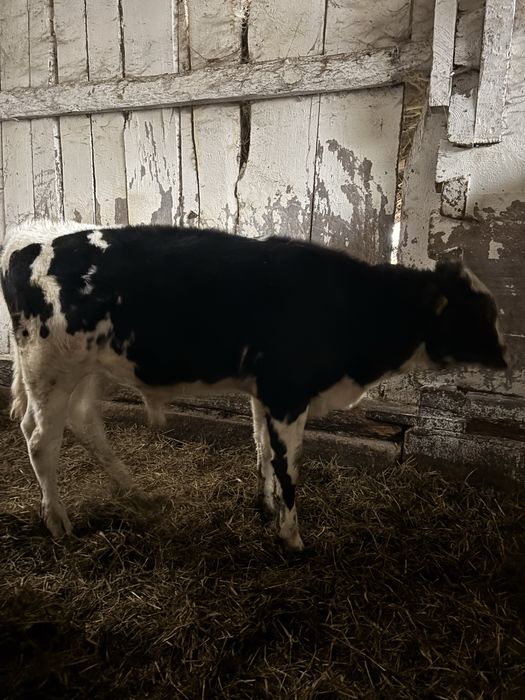 Byczek odsadek mieszaniec