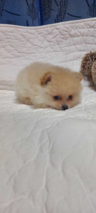 Девочка. Привита по возрасту.