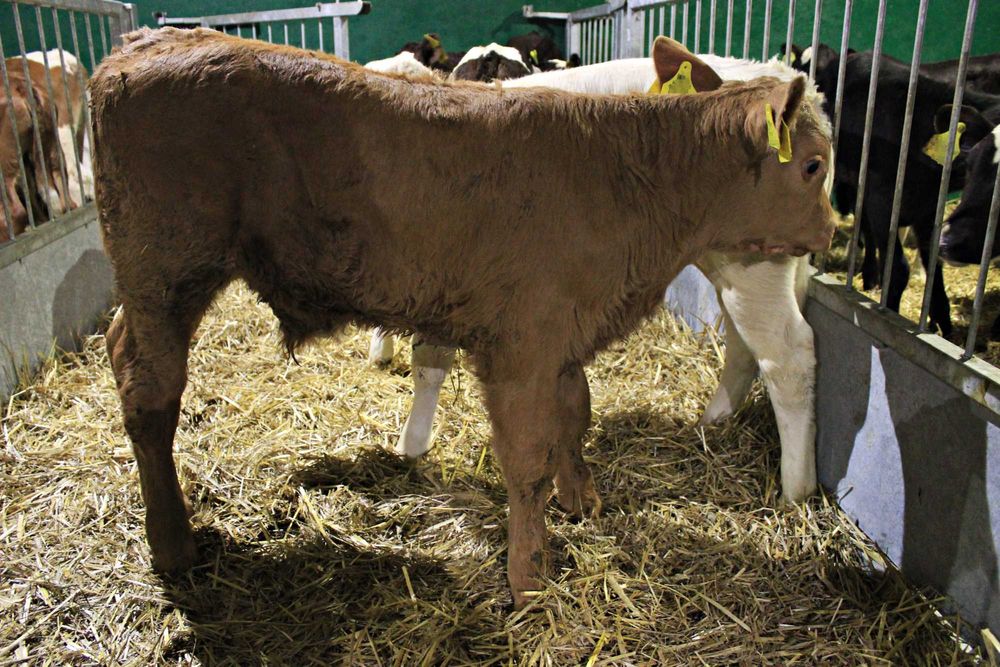 Sprzedaż CIELĄT MIĘSNE MIESZANE NCB byczki jałówki