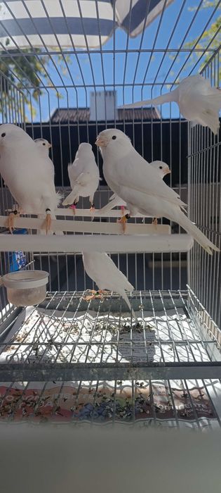 Canários machos - Brancos Recessivos