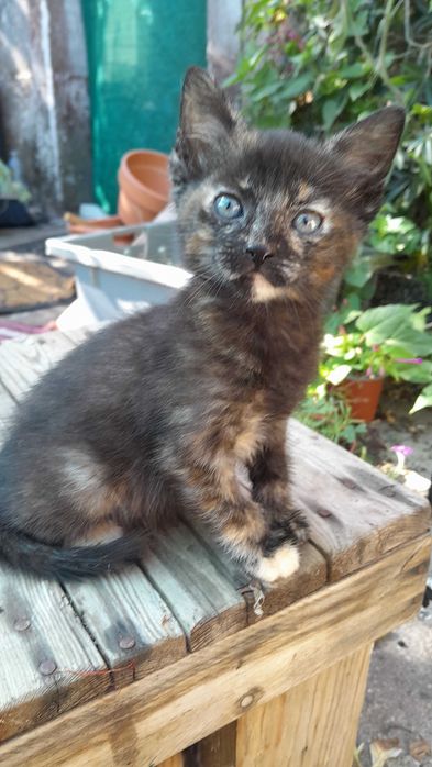 Uma gatinha para adopção
