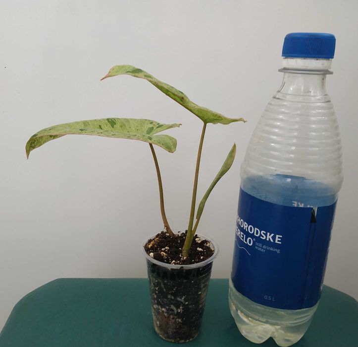 Філодендрон    Paraiso Verde