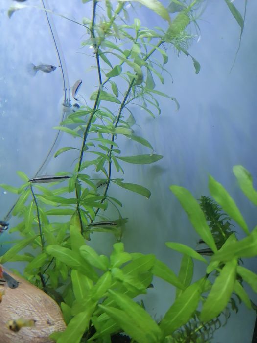 Rybki kosiarki-grubowarg.