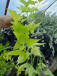 Wilec limonka 2 szt, snowdrift 4szt, rastemberry 4szt , jazzberry 2szt
