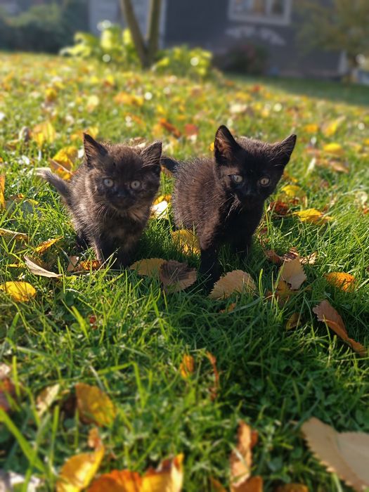 Візьміть котика.        .