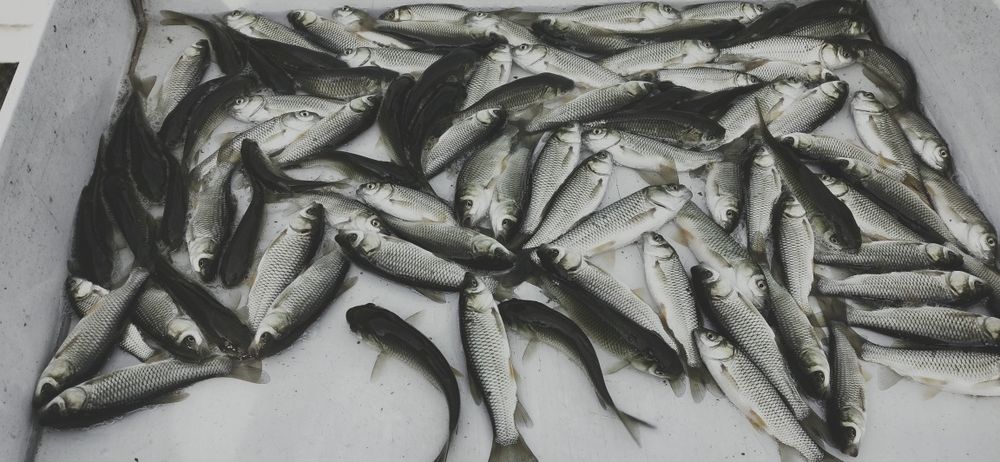 Narybek , karp , tegoroczny .