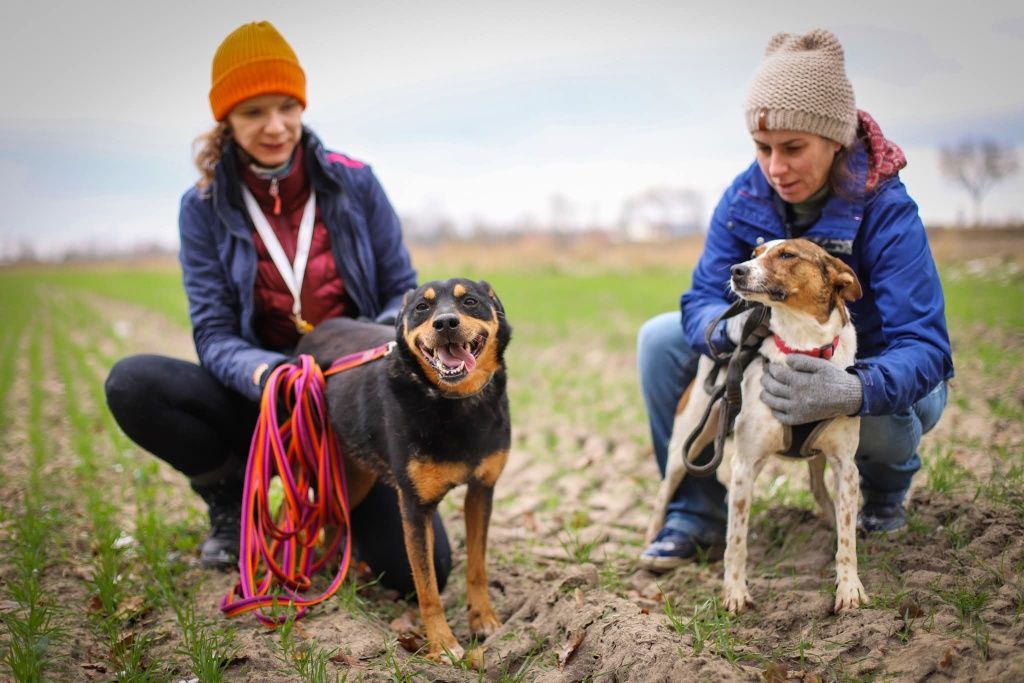 Snapi, uroczy mini rottweiler czeka na dom