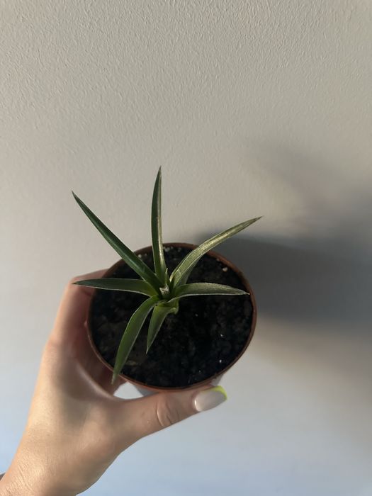 Детки комнатного декоративного ананаса