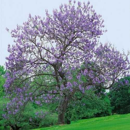 Oxygen tree drzewo tlenowe ShanTong Paulownia sadzonki