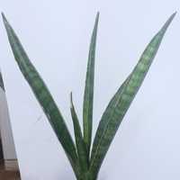 Sansevieria greenline