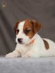 Jack Russell Terrier ZKwP FCI suczka po CH.PL rezerwacja