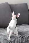 Kocurek Cornish Rex z hodowli Velvet Dragon*PL