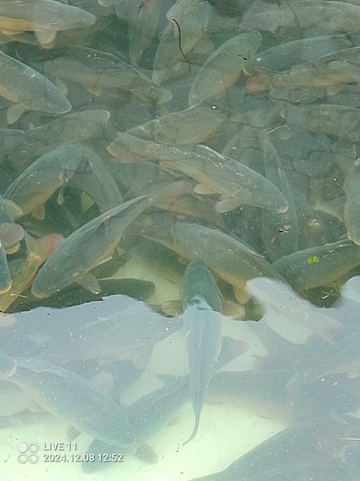 Karp królewski żywy