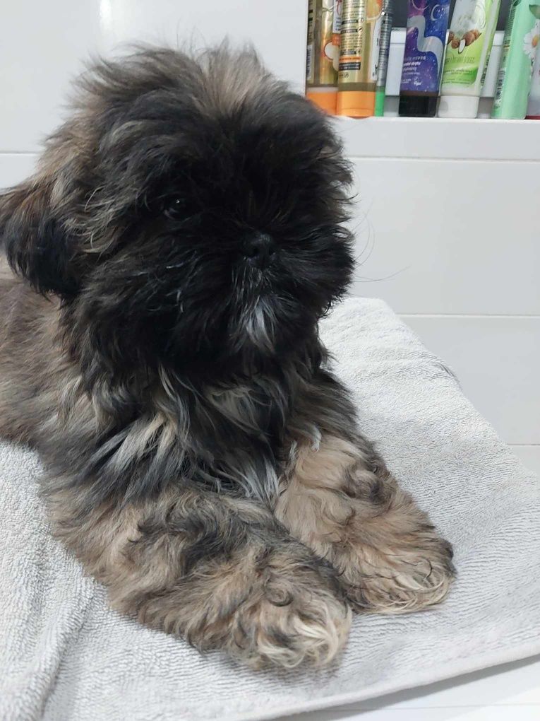 Sunia rasy shih tzu  o imieniu Roxi