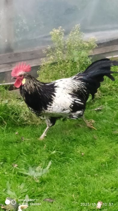 Koguty z naturalnego łęgu