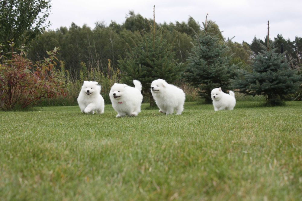Samojed, Samoyed - suczka po championach ZKwP