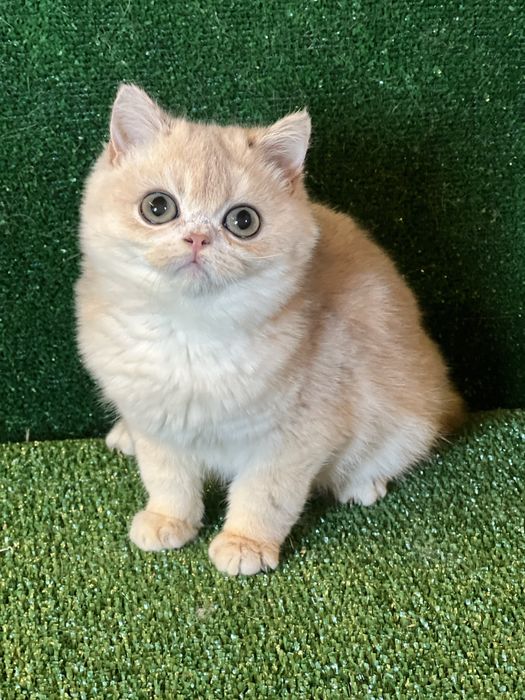 Золота шиншила хлопчик bri ay 12