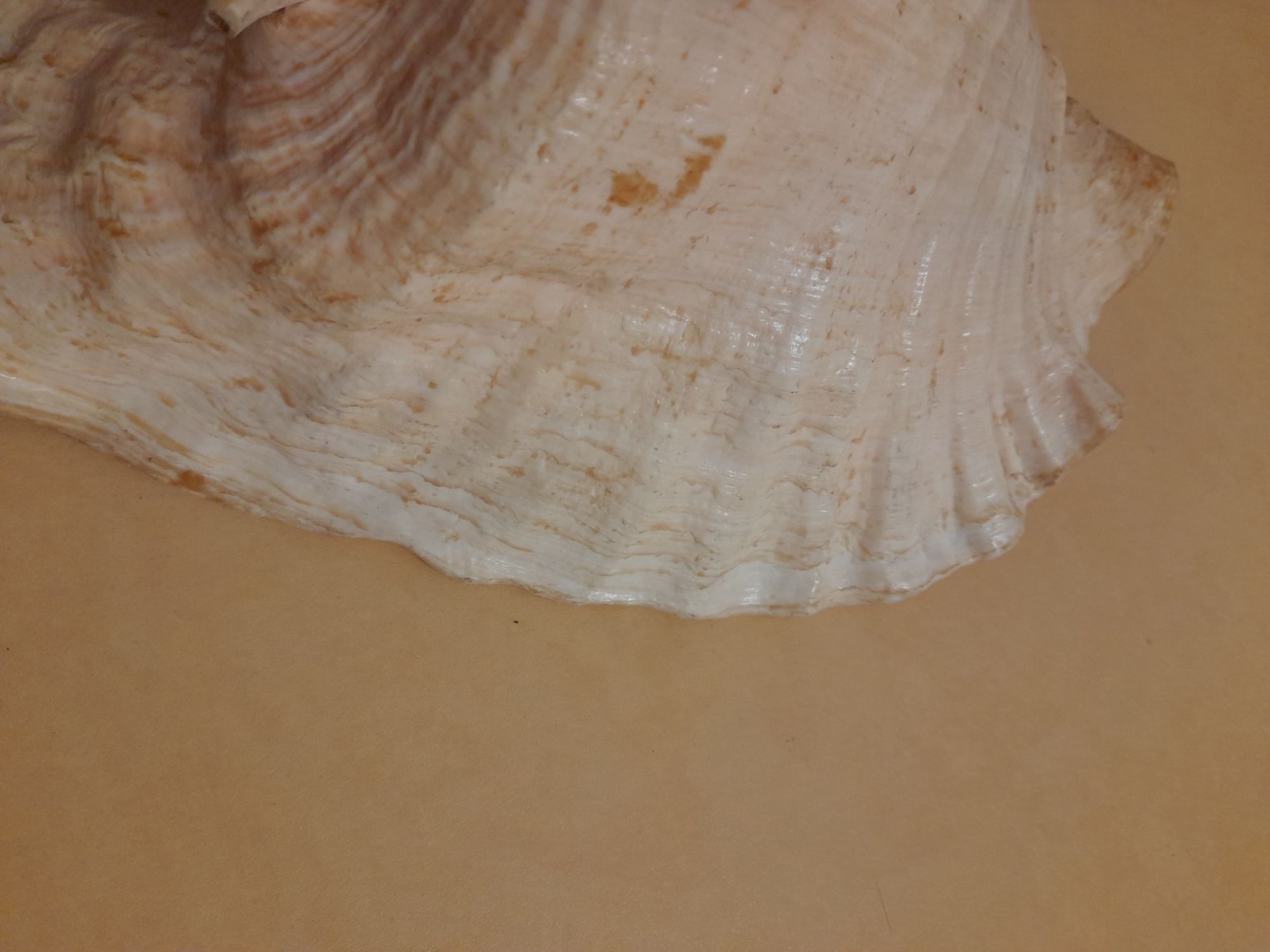 Морская ракушка Стромбус гигантский