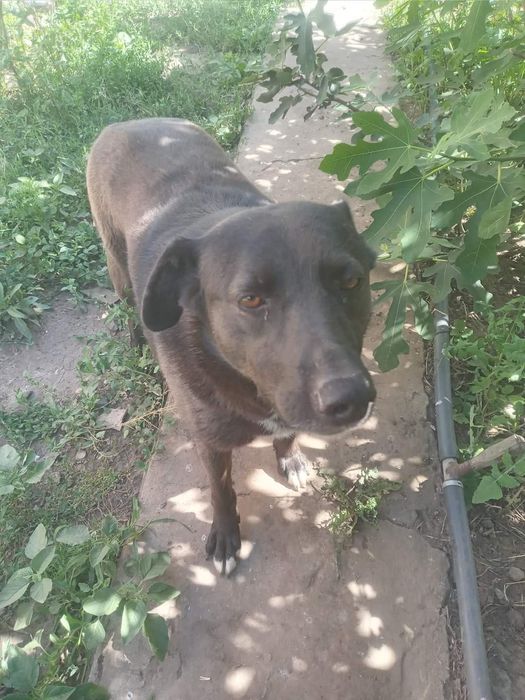 Отдам даром в добрые руки собачек