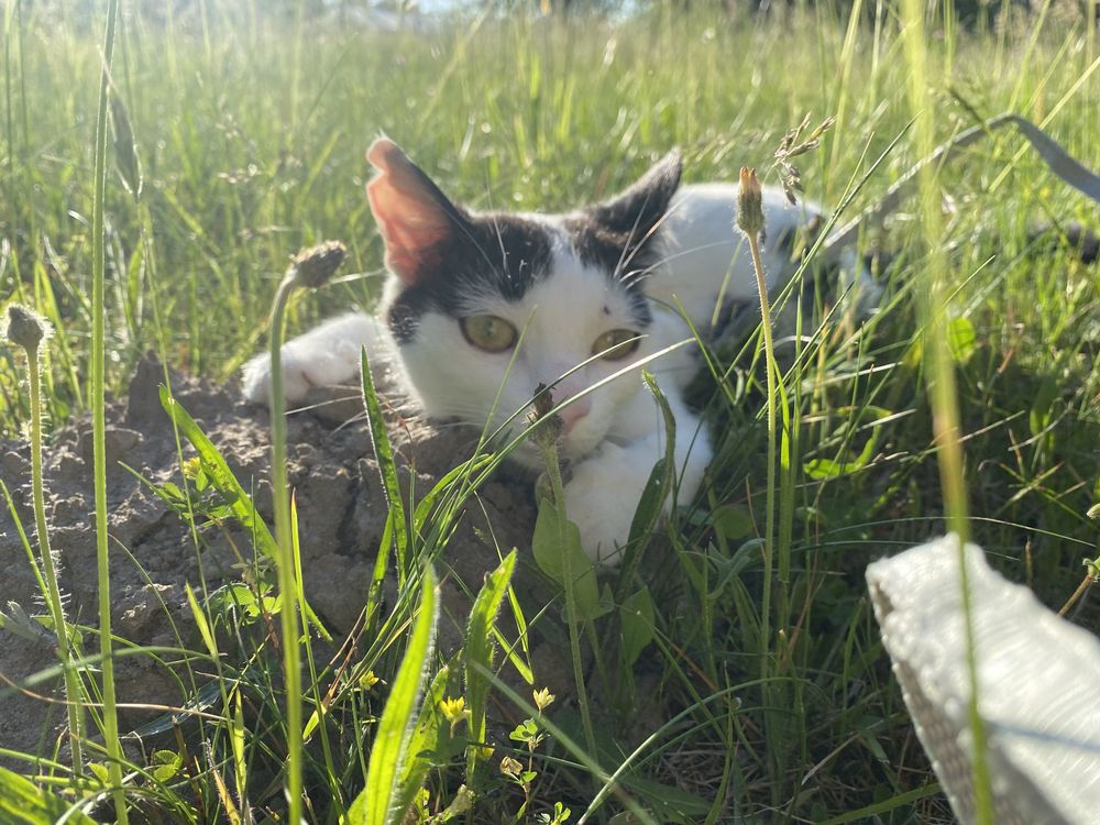 Kotek szuka domu - Feluś prosi o dom adopcja