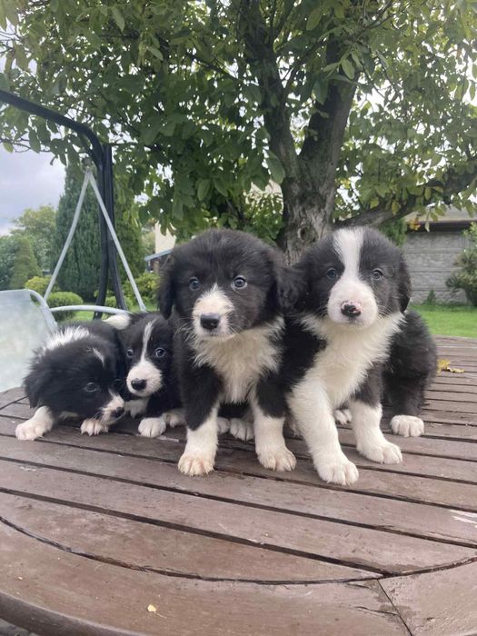 Pieski Border Collie