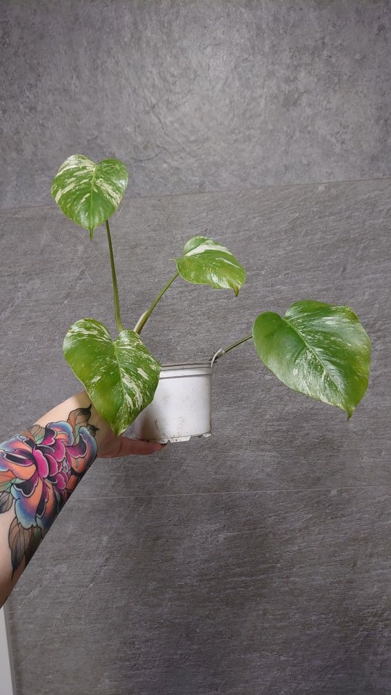 Monstera borsigiana variegata ( nie deliciosa)