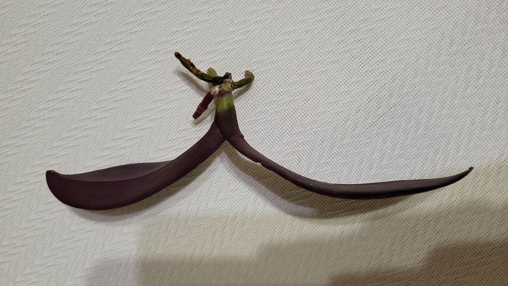 Орхідея Стюартіна