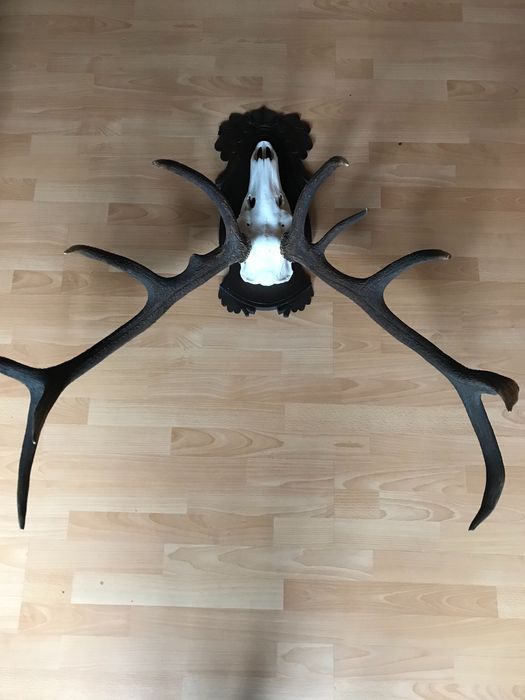 Sprzedam piękne, duże poroże  jelenia na pięknej rzeźbionej desce