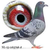 Młode 2024 Para nr 27 Janssen-Stok gołąb gołębie pocztowe do lotu