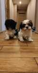 Chłopak shih tzu