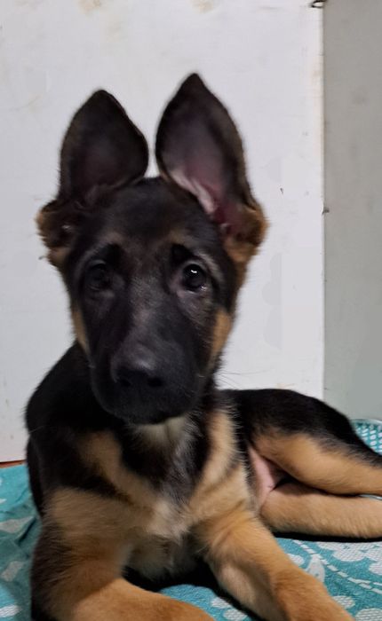 Продаються чудові цуценята німецької вівчарки