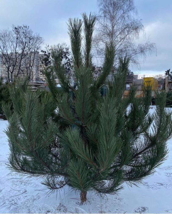 Доставка Елки новогодняя сосна домой доставка сосны Крымско надом