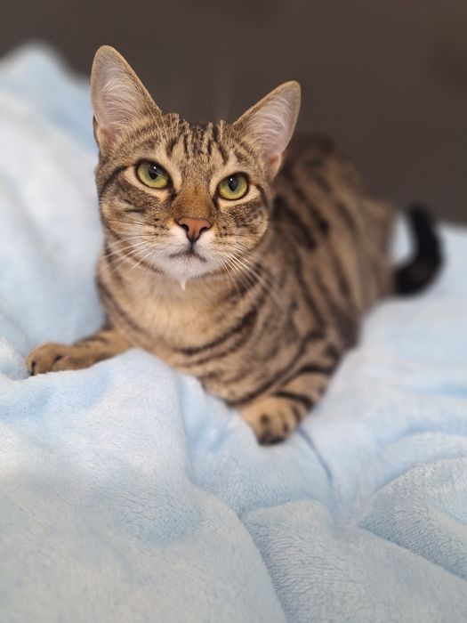 Pêras, para adoção