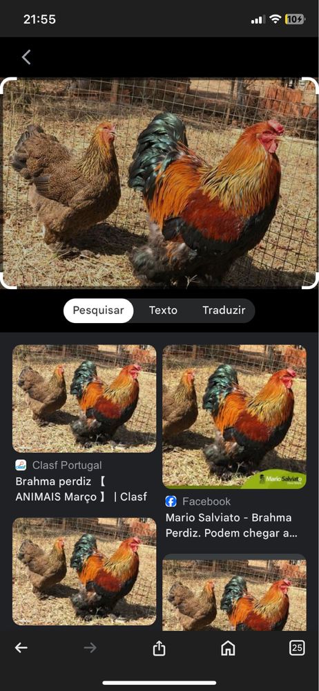 Ovos  de brahama