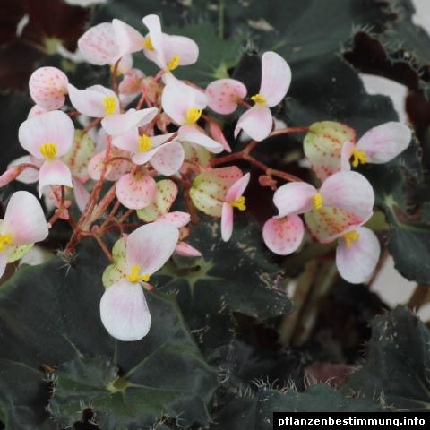 Vendo várias plantas